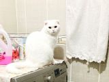 11 Aylık Karbeyaz Safkan Scottish Fold