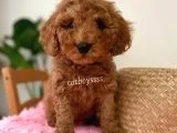Minyatür Red Toy Poodle Erkek Yavrumuz