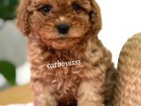 Tüy Dökmeyen Koku Yapmayan Red Toy Poodle Yavrumuz