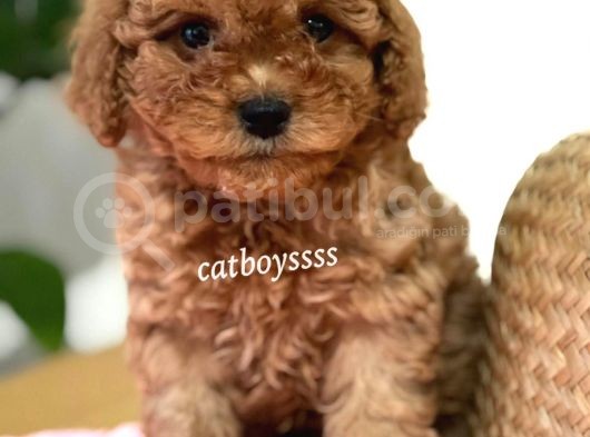Tüy Dökmeyen Koku Yapmayan Red Toy Poodle Yavrumuz görsel