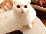 11 Aylık Karbeyaz Safkan Scottish Fold