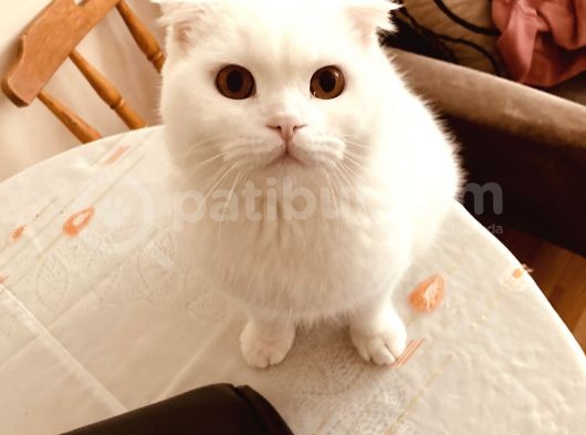 11 Aylık Karbeyaz Safkan Scottish Fold görsel