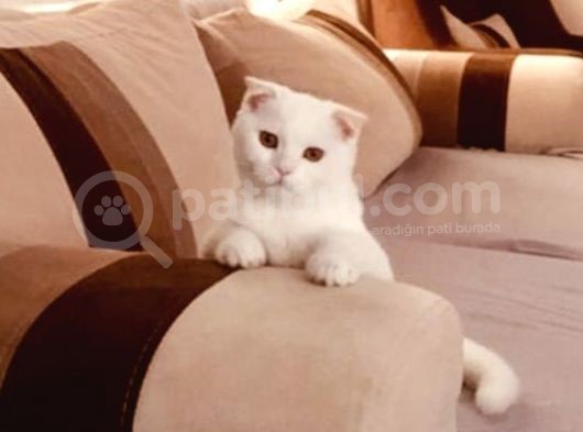 11 Aylık Karbeyaz Safkan Scottish Fold görsel