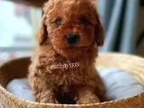 Muhteşem Red Toy Poodle Erkek Yavrularımız