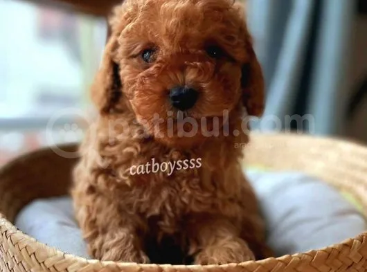 Muhteşem Red Toy Poodle Erkek Yavrularımız