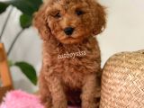 Minyatür Red Toy Poodle Erkek Yavrumuz