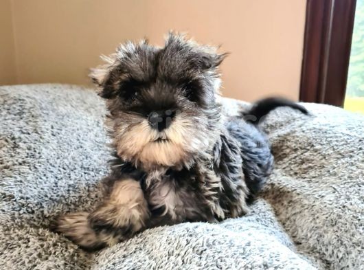 Fci Secereli Minyatür Schnauzer görsel