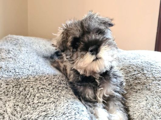 Fci Secereli Minyatür Schnauzer görsel