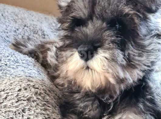 Fci Secereli Minyatür Schnauzer görsel