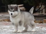 Alaskan Malamute