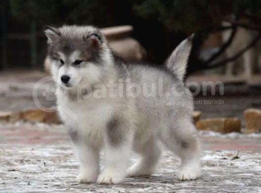 Alaskan Malamute görsel