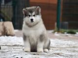 Alaskan Malamute