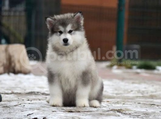Alaskan Malamute görsel