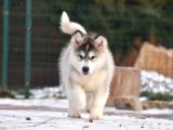 Alaskan Malamute
