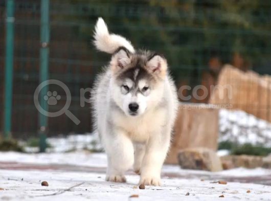 Alaskan Malamute görsel