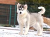 Alaskan Malamute