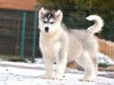 Alaskan Malamute