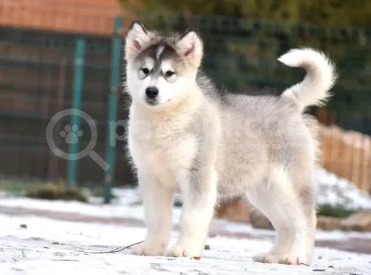 Alaskan Malamute