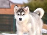 Alaskan Malamute