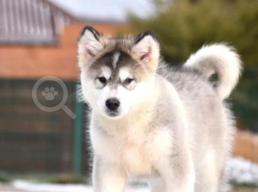 Alaskan Malamute görsel