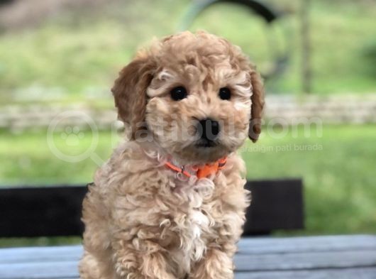 Çok Kaliteli Toy Poodle görsel