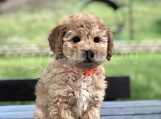 Çok Kaliteli Toy Poodle