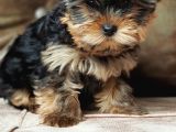 Eğitimli Microchipli Sevimli Yorkshire Terrier