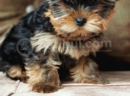 Eğitimli Microchipli Sevimli Yorkshire Terrier görsel