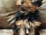 Eğitimli Microchipli Yorkshire Terrier Erkek