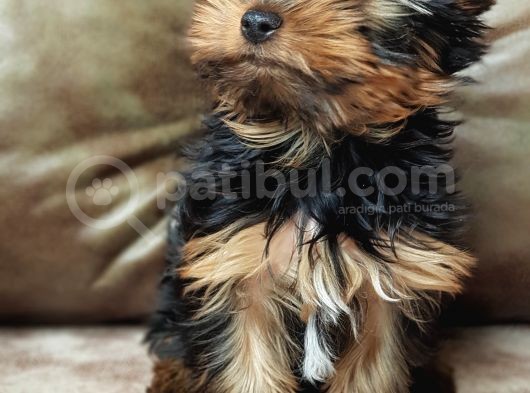 Eğitimli Microchipli Yorkshire Terrier Erkek görsel