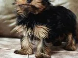 Eğitimli Microchipli Yorkshire Terrier Erkek