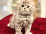 Çok Özel Longhair Scottish Fold Erkek Yavru