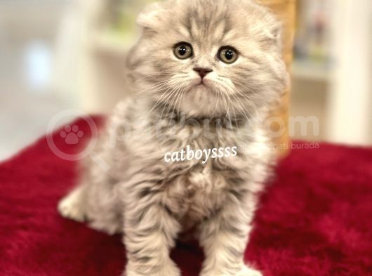 Çok Özel Longhair Scottish Fold Erkek Yavru görsel