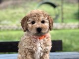 Çok Kaliteli Toy Poodle