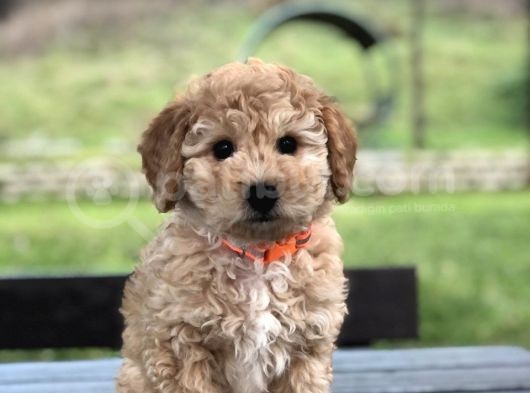 Çok Kaliteli Toy Poodle görsel