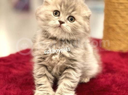 Çok Özel Longhair Scottish Fold Erkek Yavru görsel