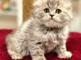 Çok Özel Longhair Scottish Fold Erkek Yavru