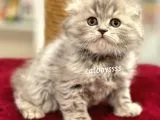Çok Özel Longhair Scottish Fold Erkek Yavru