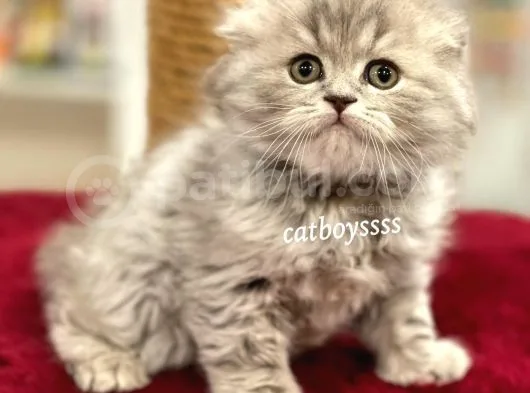 Çok Özel Longhair Scottish Fold Erkek Yavru