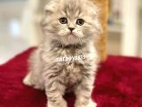 Çok Özel Longhair Scottish Fold Erkek Yavru