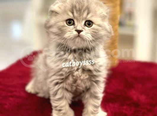 Çok Özel Longhair Scottish Fold Erkek Yavru görsel