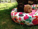 Labrador Yavruları