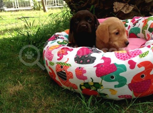 Labrador Yavruları görsel