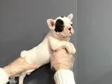 Maskeli French Bulldog Yavruları