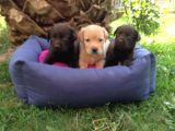 Labrador Yavruları