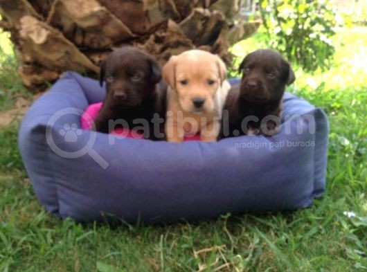 Labrador Yavruları görsel