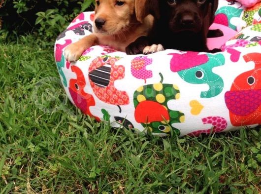 Labrador Yavruları görsel