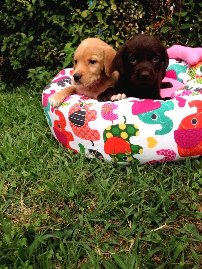 Labrador Yavruları