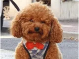 Orjinal Toy Poodle Oğlumuza Eş Arıyoruz
