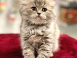 Çok Özel Longhair Scottish Fold Erkek Yavru